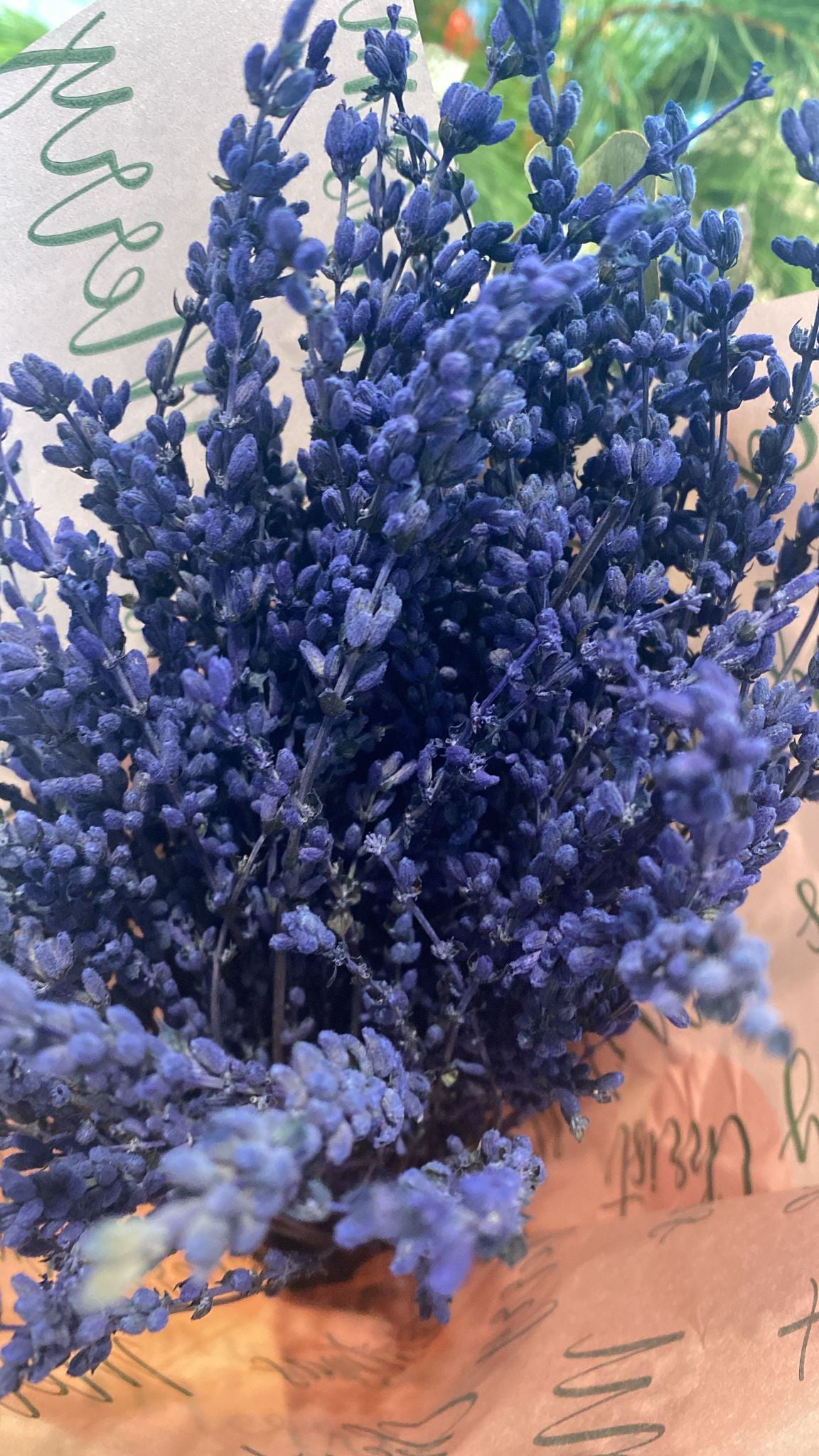 Lavanda Lavanda